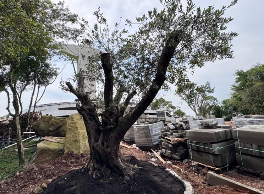 WhatsApp-Image-2024-11-04-at-08.39.22